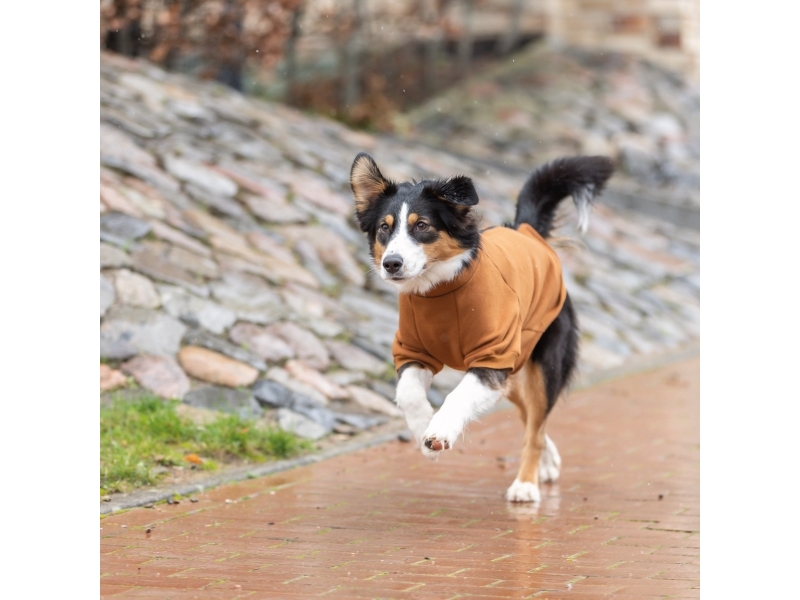 Trixie CityStyle Amsterdam sweatshirt, M: 50 cm, rust | Djurmärken - Tillbehör - Trixie | GameStuff