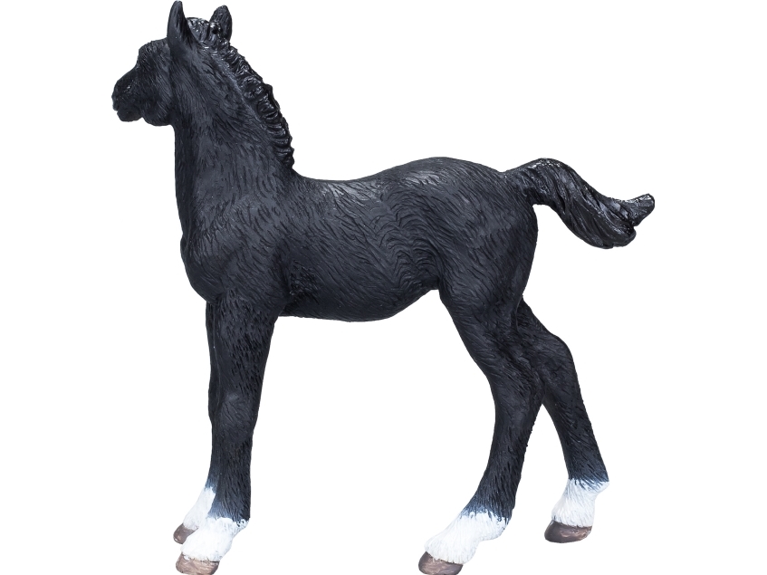 Mojo Hanoveraner Fohlen, Schwarz