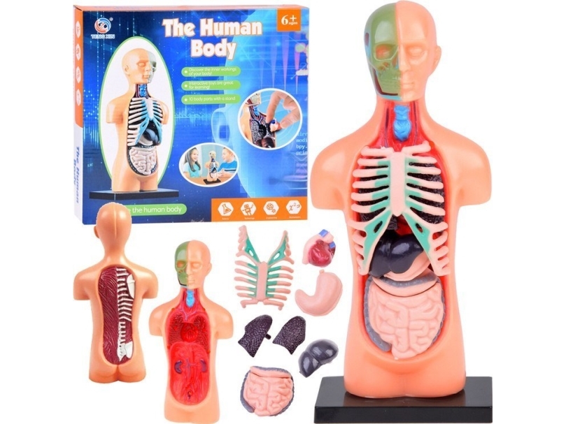 Jokomisiada Pedagogisk Anatomisk Modell Body Of Man + Organ 11Ele Za5200