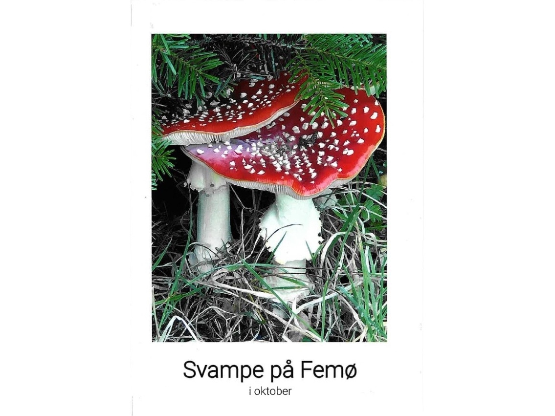 Svampe på Femø i oktober | Ole Terney
