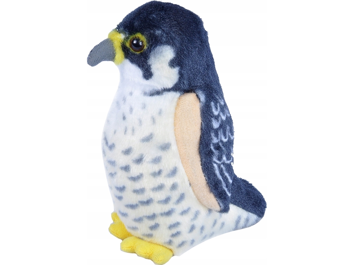 Birds With Sound Peregrine Falcon