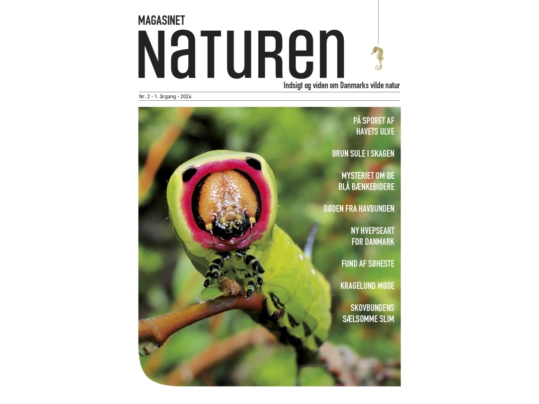 Magasinet Naturen Nr. 2 - 2024 | Morten Top Og Klavs Holm | Sprache: Dänish