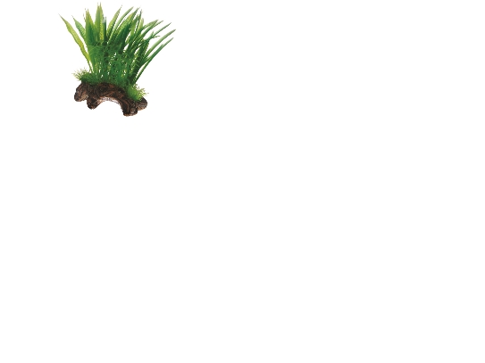 Hobby Flora Wurzel 1 S 17Cm 17Cm