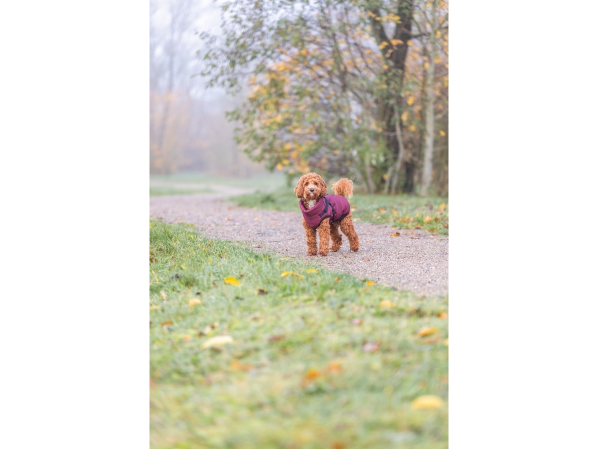 Trixie Pirou Winter Harness Coat S: 33 Cm Sangria