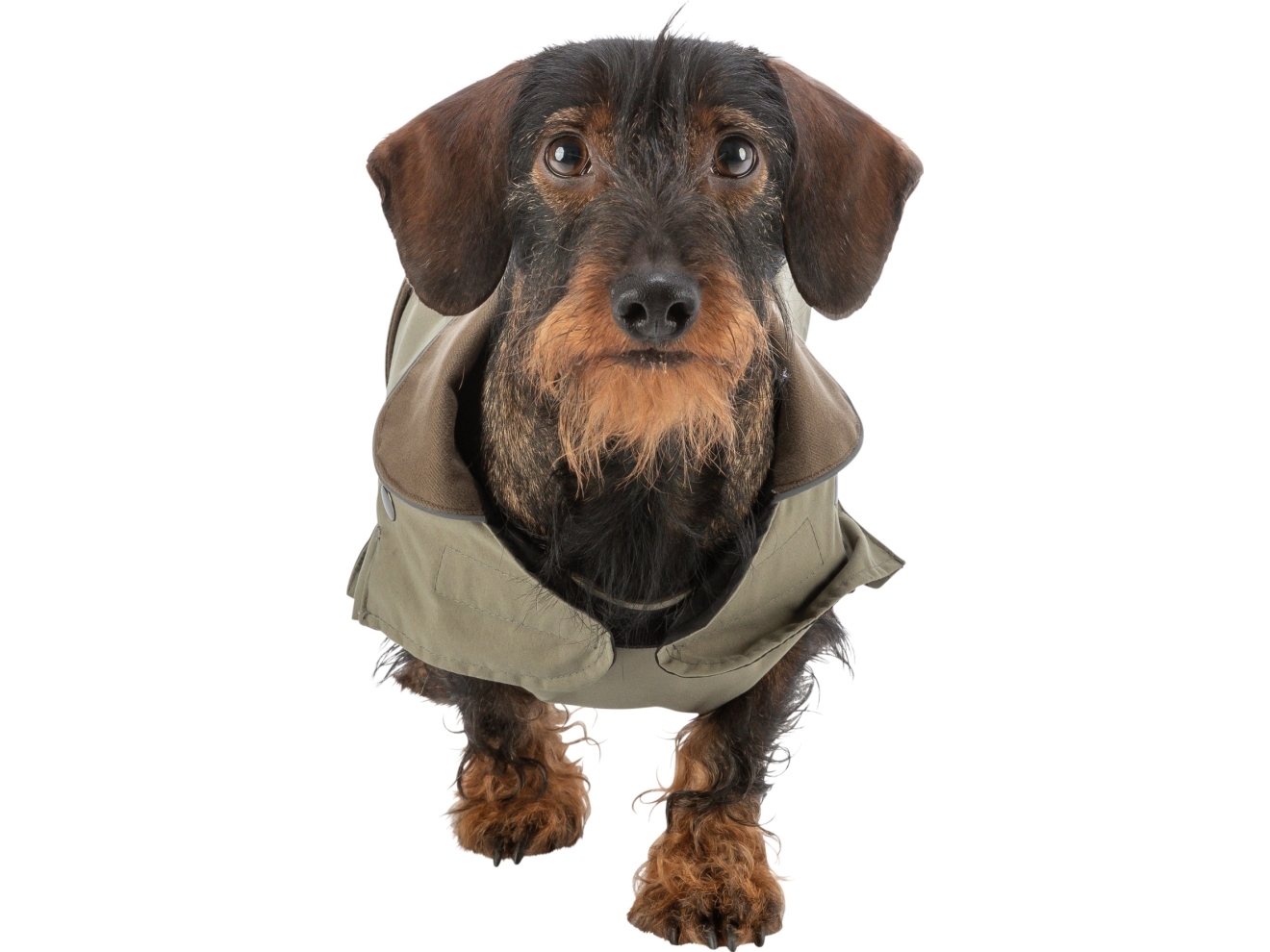 Trixie Hermy coat, S: 38 cm, olive green | Sällskapsdjur  >  Hund  >  Jacka - kappa - regnkappa - stickat plagg | GameStuff
