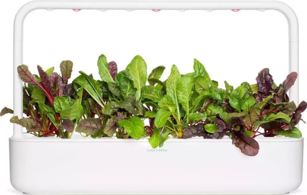 Click And Grow Click &amp Grow Frön för smart pot - Mangolds (Rainbow Chard), 3st. | Trädgården - Jord & Växter - Frön & lök | GameStuff