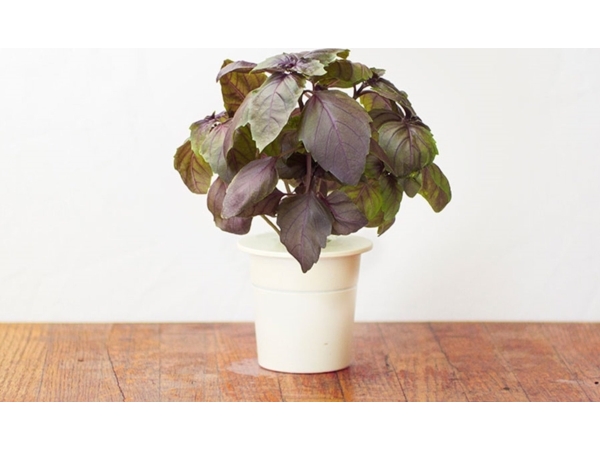 Click &amp Grow frön för smart pot - Violet Basil, 3st. | Trädgården - Jord & Växter - Frön & lök | GameStuff