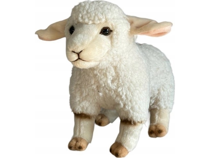Sheep 23Cm 31051