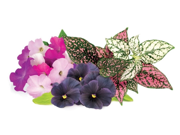 Click and Grow Smart Garden Refill 9-pack Vibrant Flower Mix | Smarta hem - Smart Klimatkontroll - Smart Garden | GameStuff