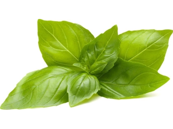 Click And Grow Click &amp Grow Frön för smart pot - Basilika Citron, 3st. | Smarta hem - Smart Klimatkontroll - Smart Garden | GameStuff