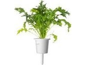 Click Grow Click &amp Grow Smart Refill Mizuna 3 st | Trädgården - Jord & Växter - Frön & lök | GameStuff