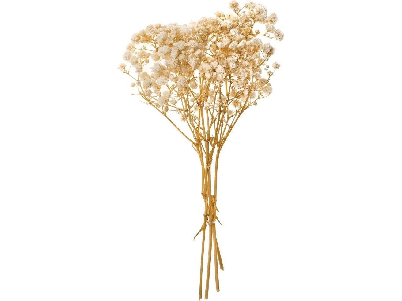 Gypsophila 4 Zweige Ca. 20Cm Natur