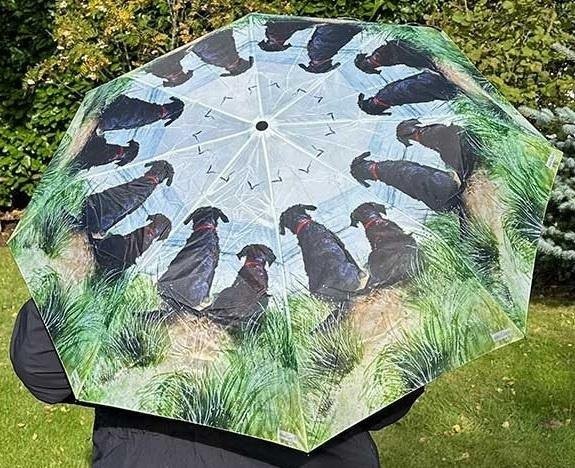 Umbrella Dogs On The Dunes