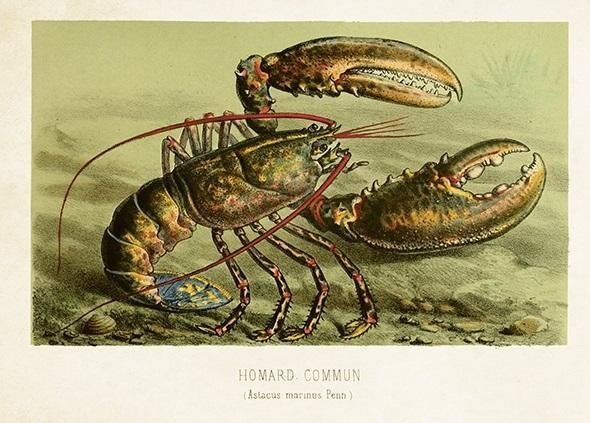 Carnet ST477 B6 + kuvert Common Lobster