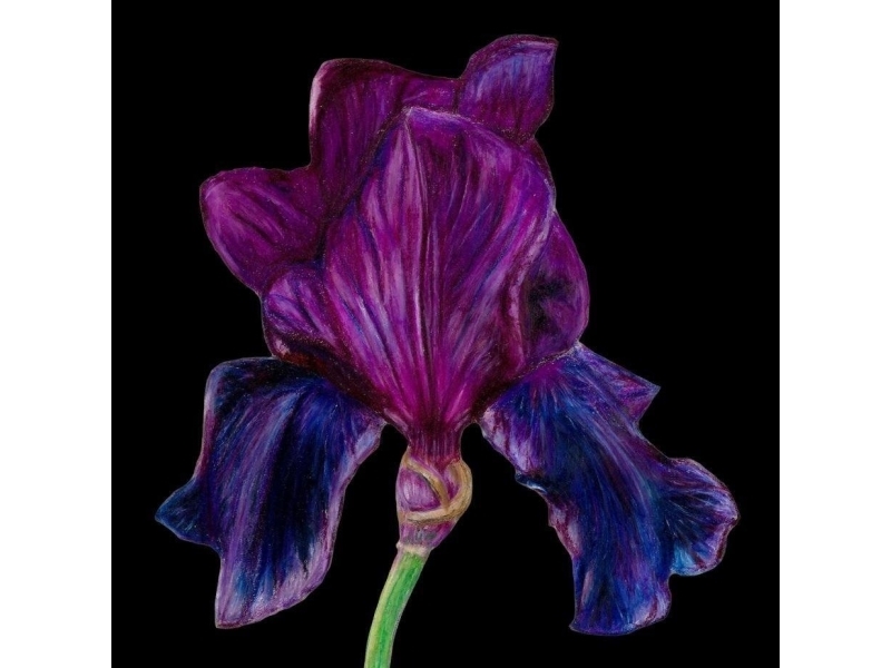 Karte Mit Umschlag Sb14 Purple Iris