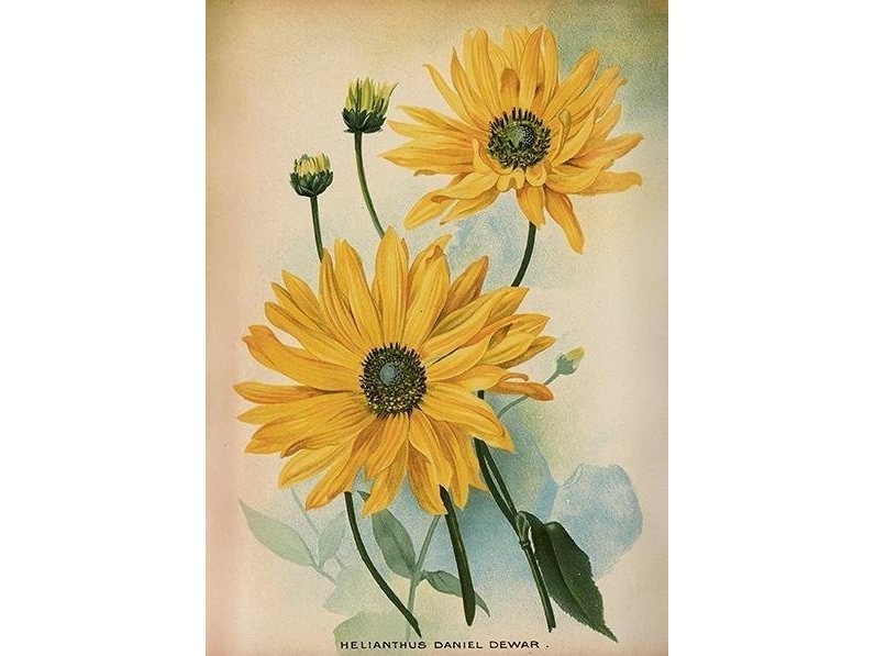 St489 Carnet B6 + Umschlag Sonnenblume