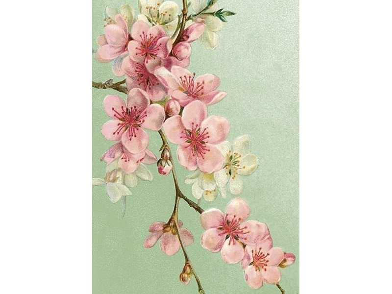 St471 B6 Carnet + Kuvert Cherry Blossoms