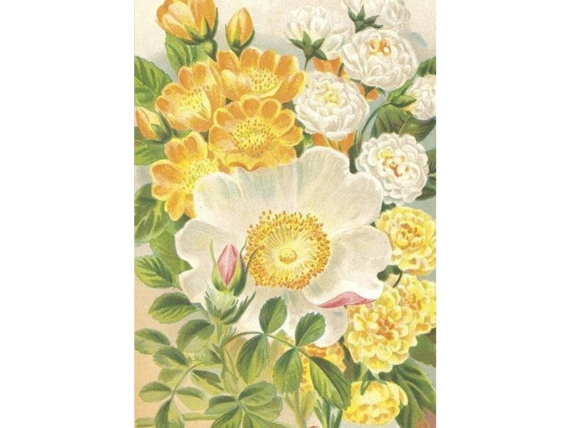 Karnet ST473 B6 + kuvert Zólte róze