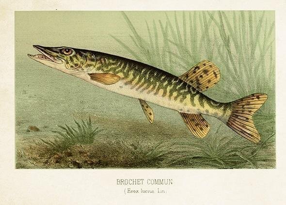 St478 B6 Carnet + Umschlag Pike