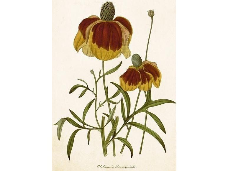 Karnet ST500 B6 + koperta Rudbekia