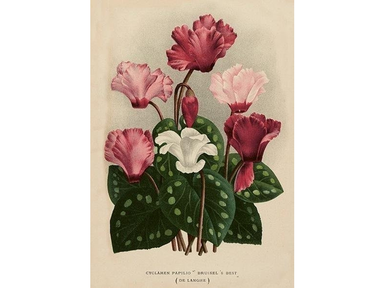 Carnet ST501 B6 + envelope Cyclamen | Skola & Hobby - Festdekorera - Presentinslagning | GameStuff