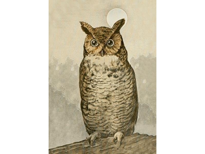ST488 B6 notesbog + kuvert Owl