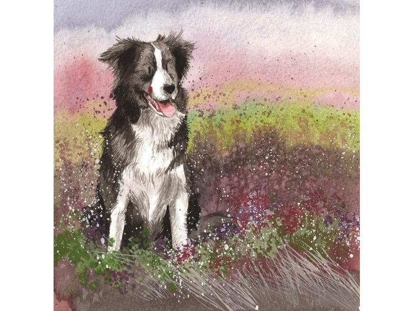 Karnet AC580 Pies Collie