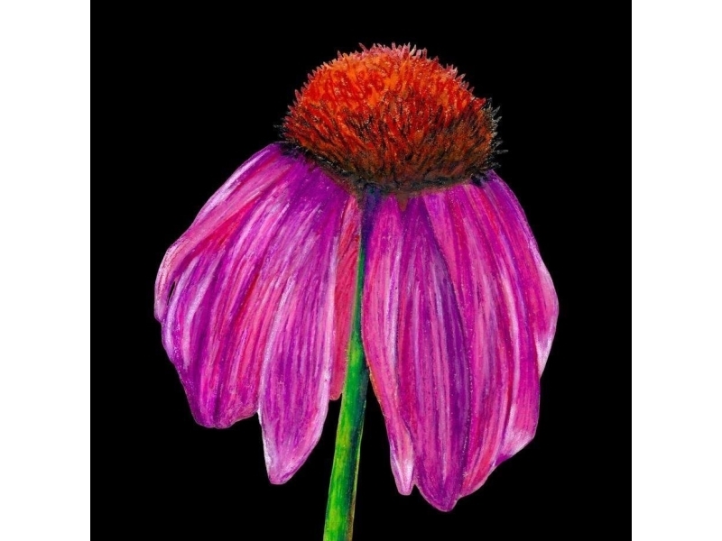 Kort med konvolut SB10 Echinacea