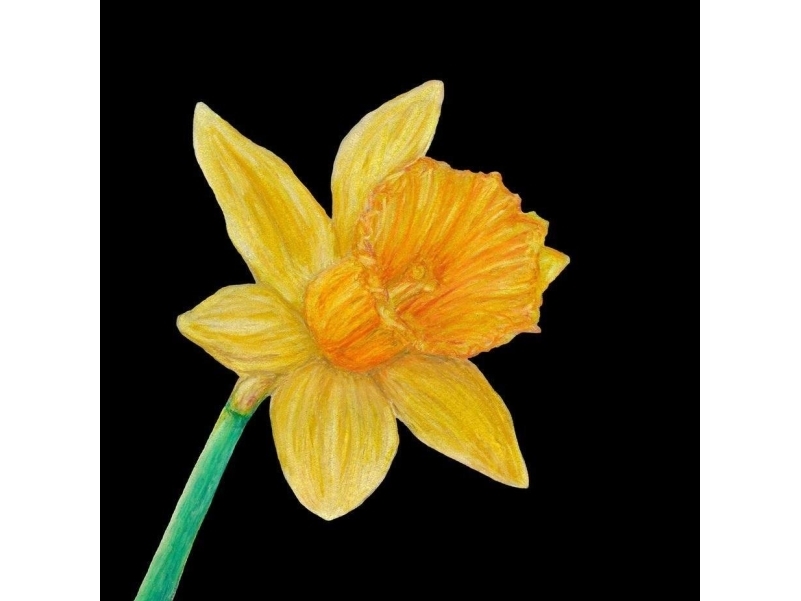 Kort med konvolut SB13 Narcissus