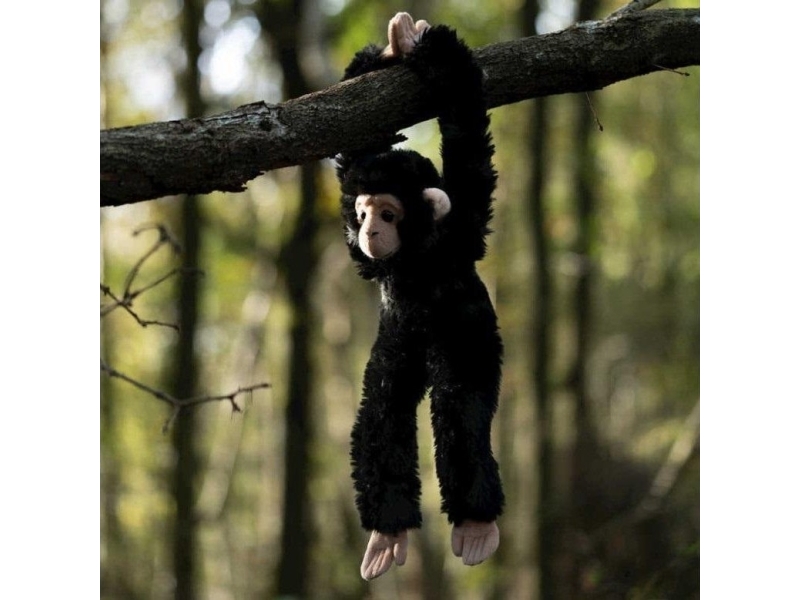 Chimpanzee (Turnips)
