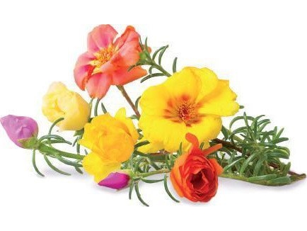 Click And Grow Click & Grow Smart Garden refill Moss Rose 3pcs | Smarta hem - Smart Klimatkontroll - Smart Garden | GameStuff