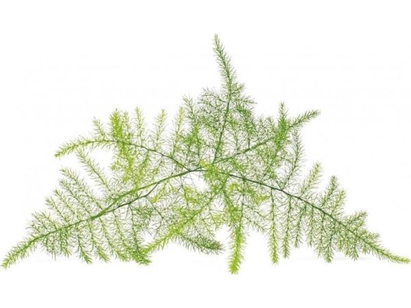 Click &amp Grow Frön för Smart Pot - Fjädrad sparris (SGR80X3) 3st. | Smarta hem - Smart Klimatkontroll - Smart Garden | GameStuff