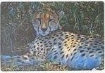 Cheetah Foam Desk Pad 60X40cm