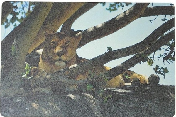 Skrivebordsunderlag skum lioness 60x40 cm