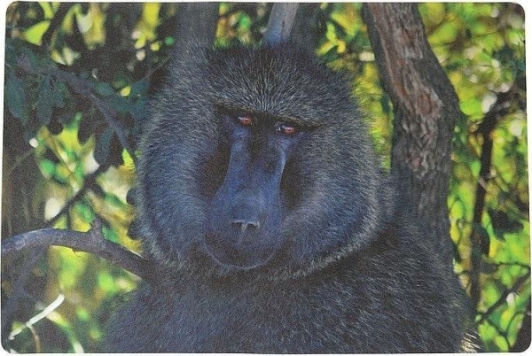 Desk Pad Foam Monkey 60X40cm