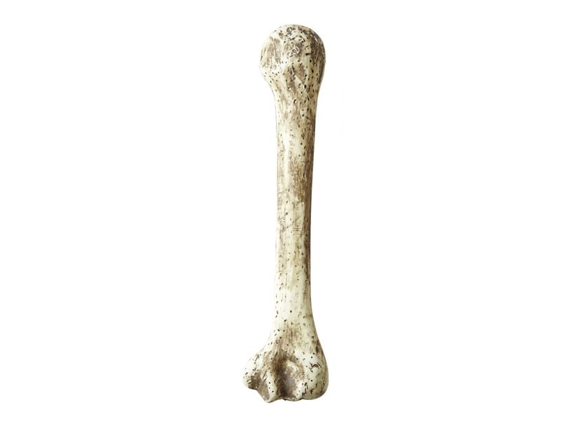 Knogle