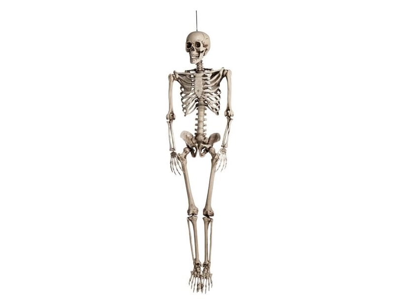 Skelett 160 Cm