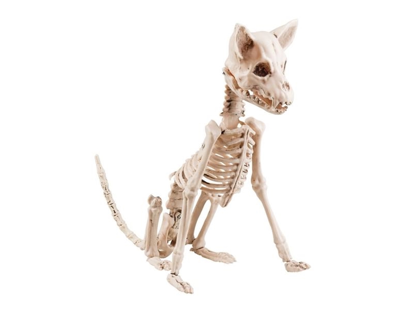 Siddende Hund Skelet, 30 Cm