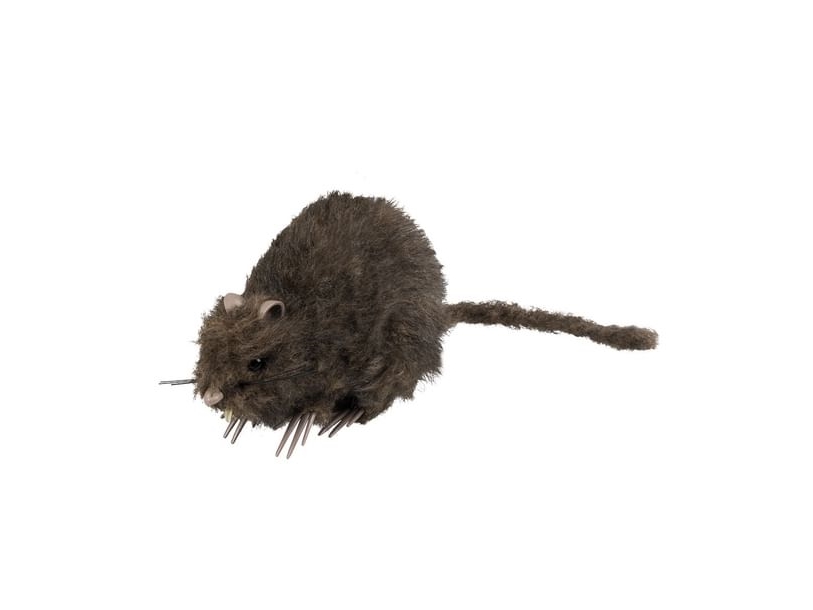 Haarige Ratte