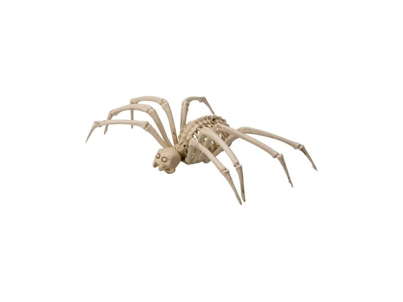Edderkop Skelet