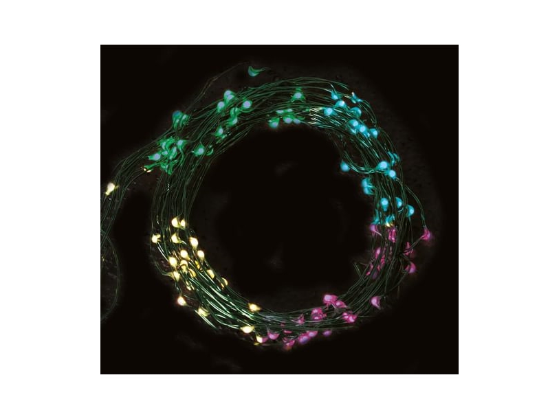 Led-Lichterkette 50 Multi