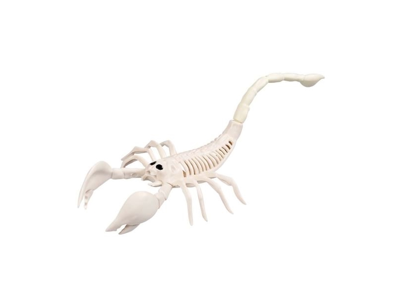 Skorpion-Skelett, 31 Cm