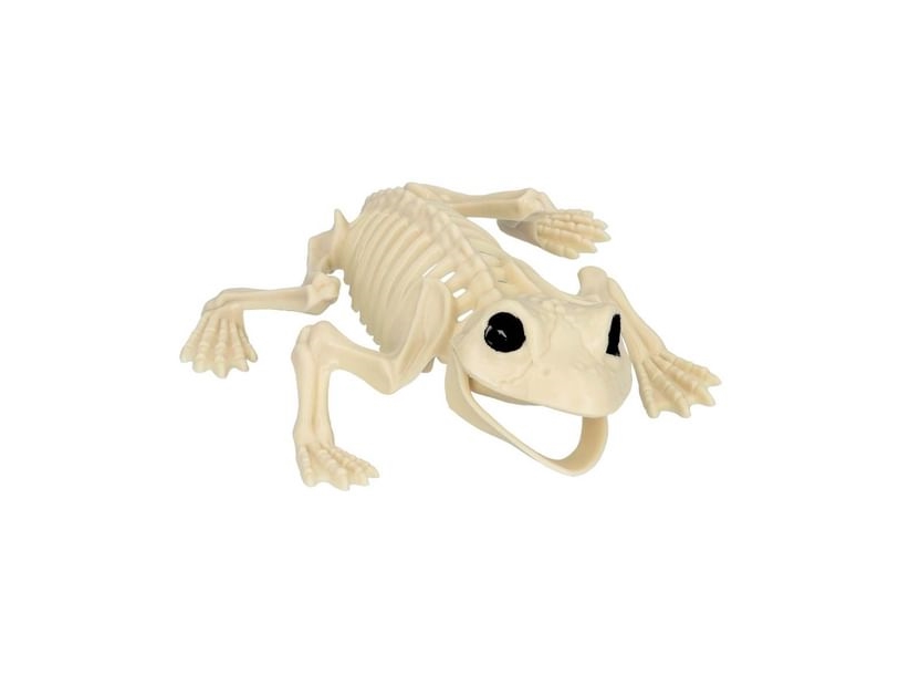 Froschskelett, 17 Cm