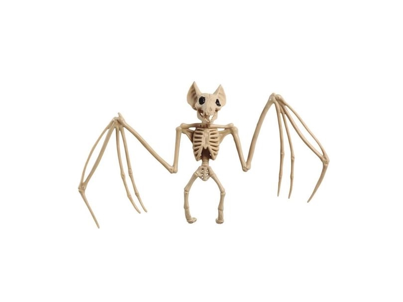 Fledermaus-Skelett