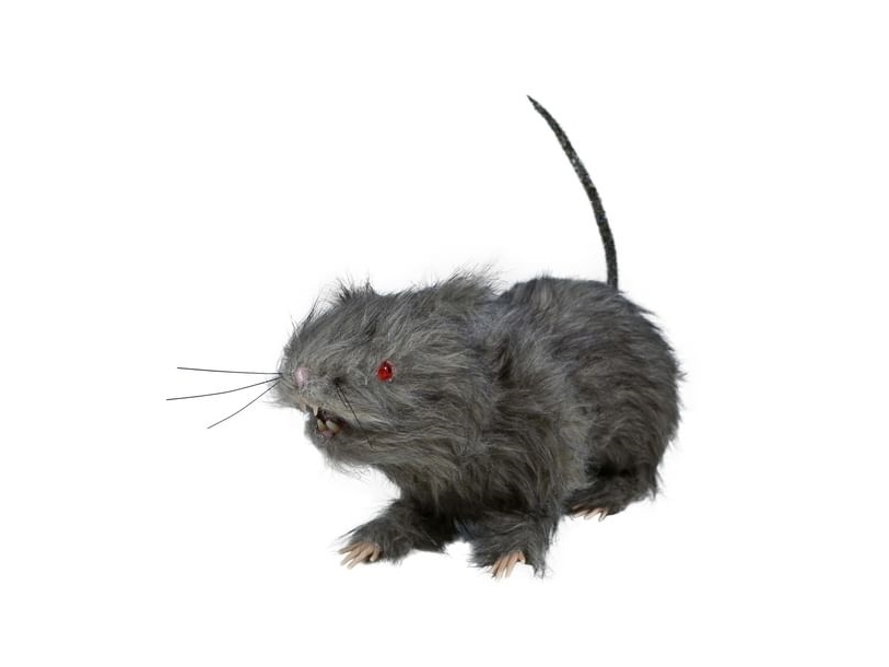 Ratte Mit Licht
