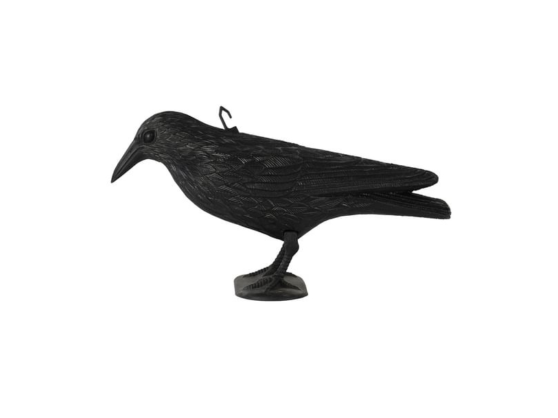 Krage, 36 Cm