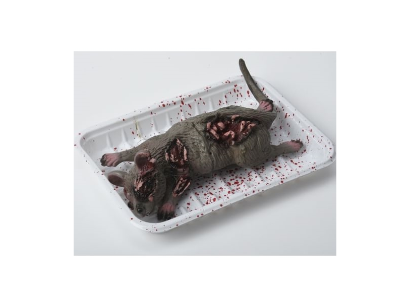 Blutige Ratte Im Tablett