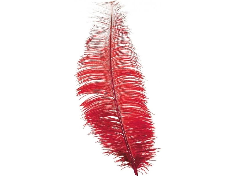 Rote Straußenfedern 30 Cm, 12 Stk