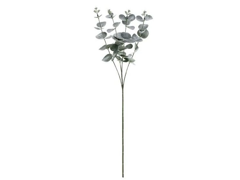 Eucalyptus Gren, 60 Cm