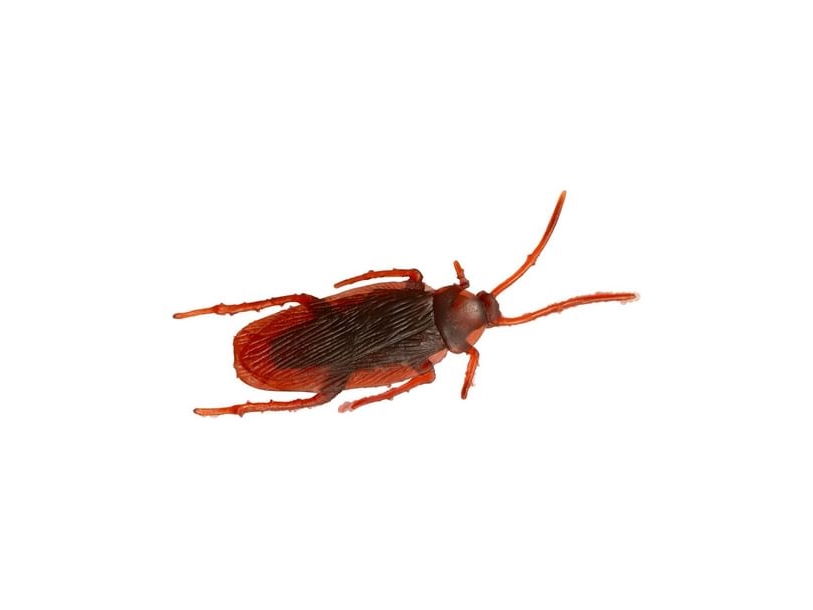 Kakerlaken, 20 Stück